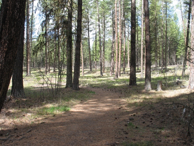 picture showing Accessible trails run through the site.